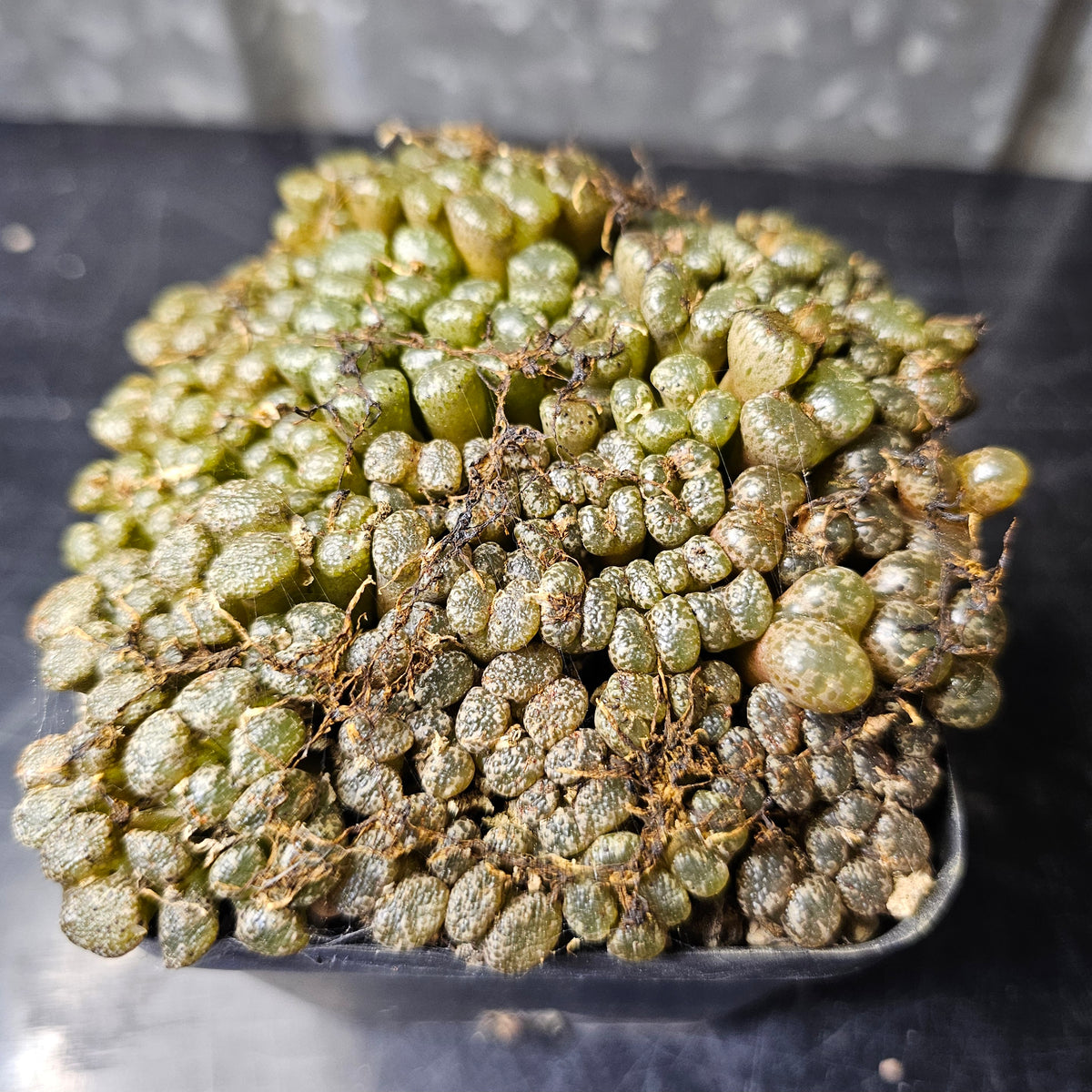 Conophytum pellucidum Pedroskloof (SB2210)