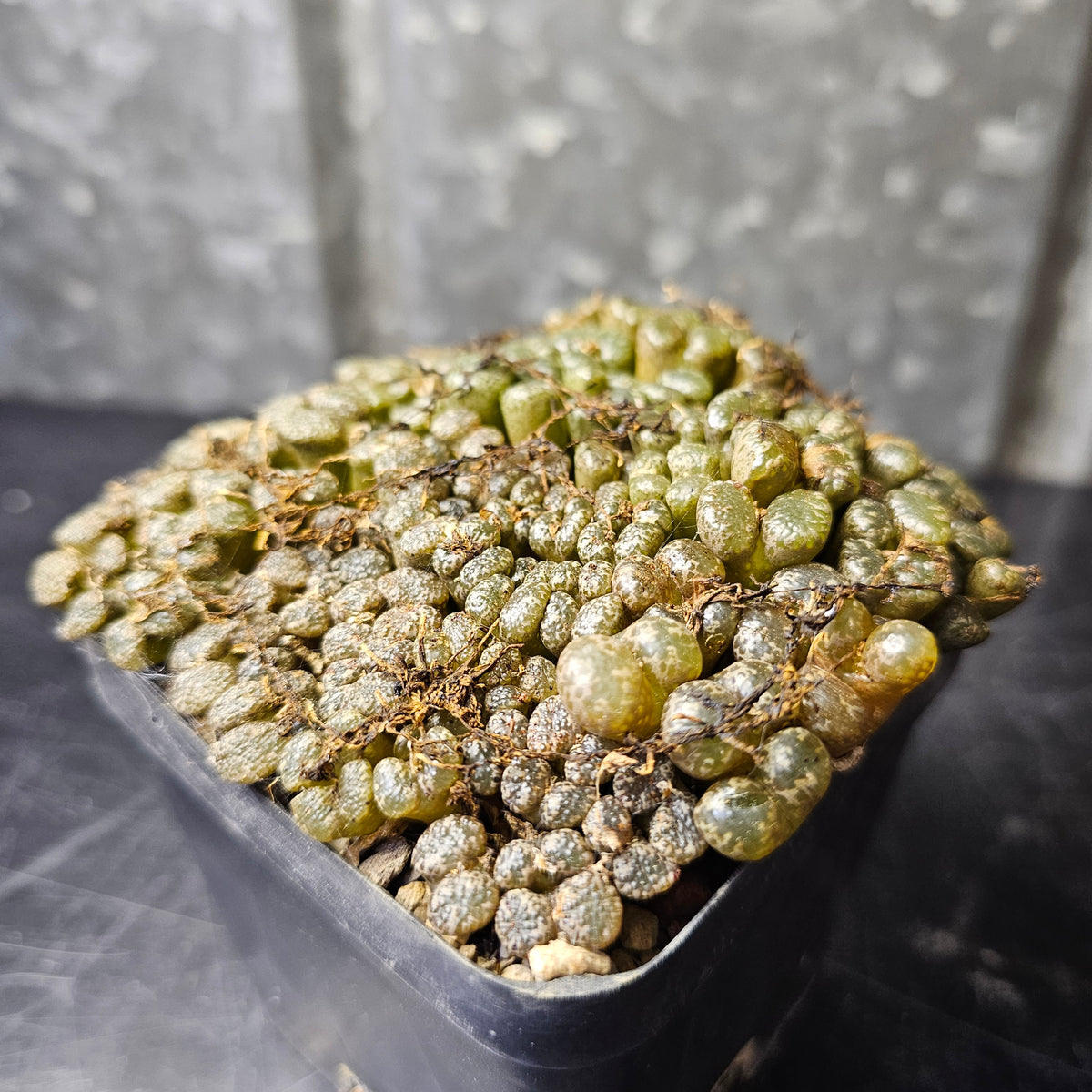 Conophytum pellucidum Pedroskloof (SB2210)