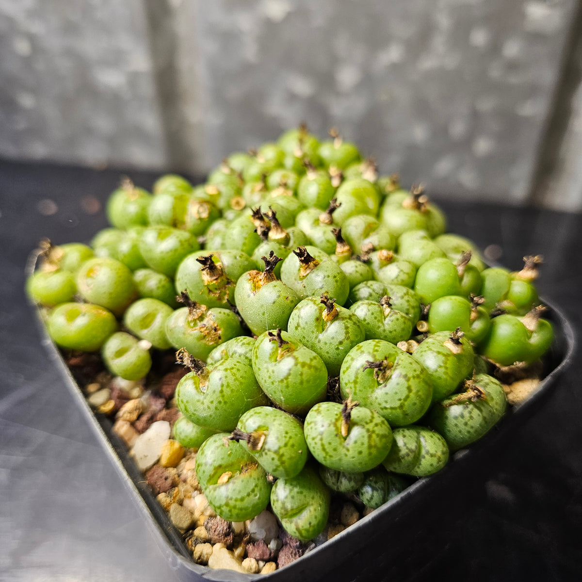 Conophytum uviforme (SB952)
