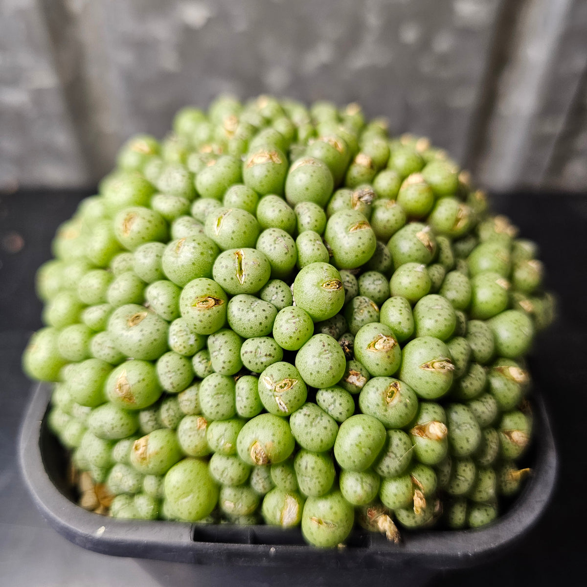 Conophytum minimum