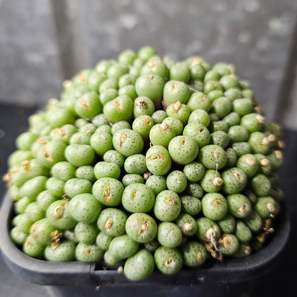 Conophytum minimum