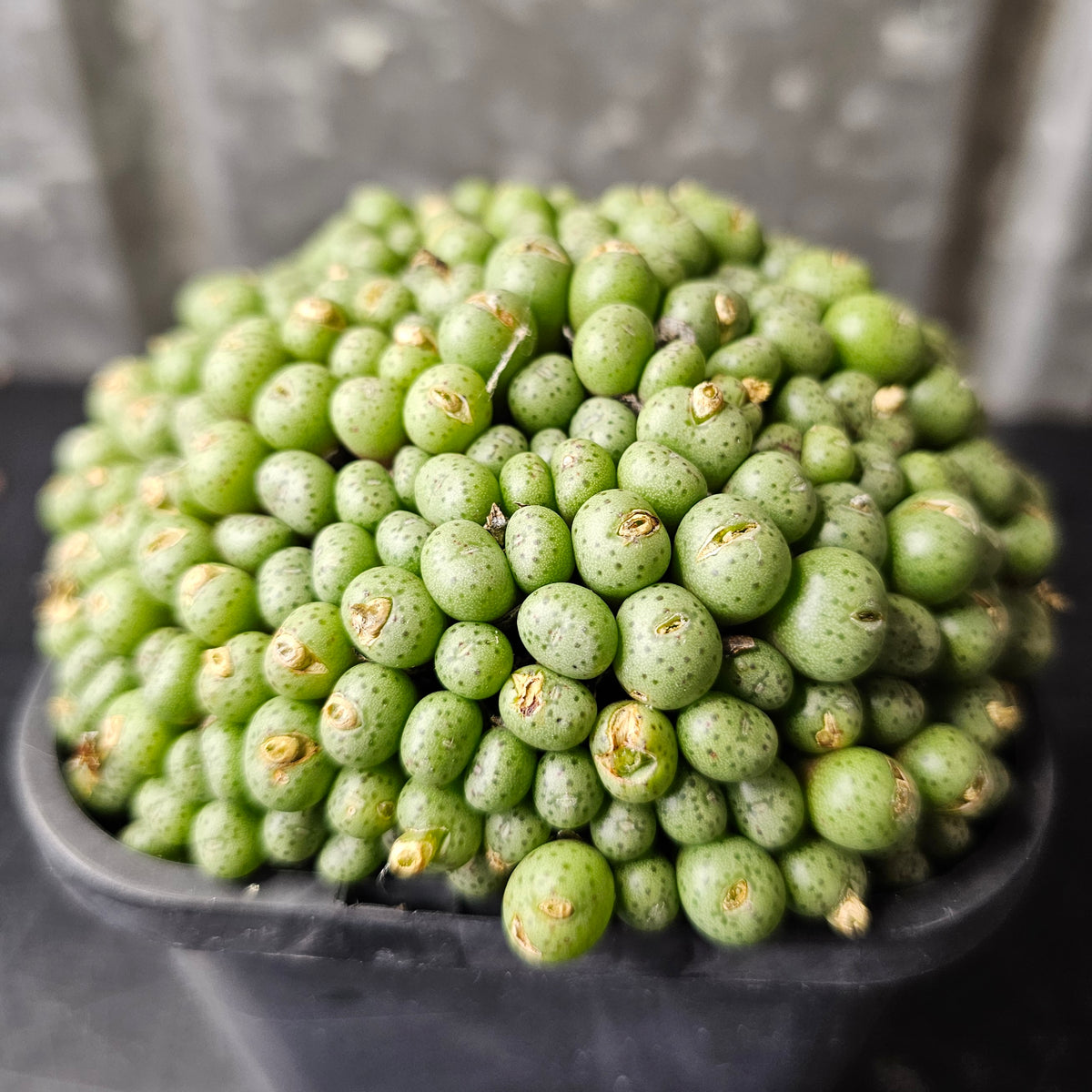 Conophytum minimum