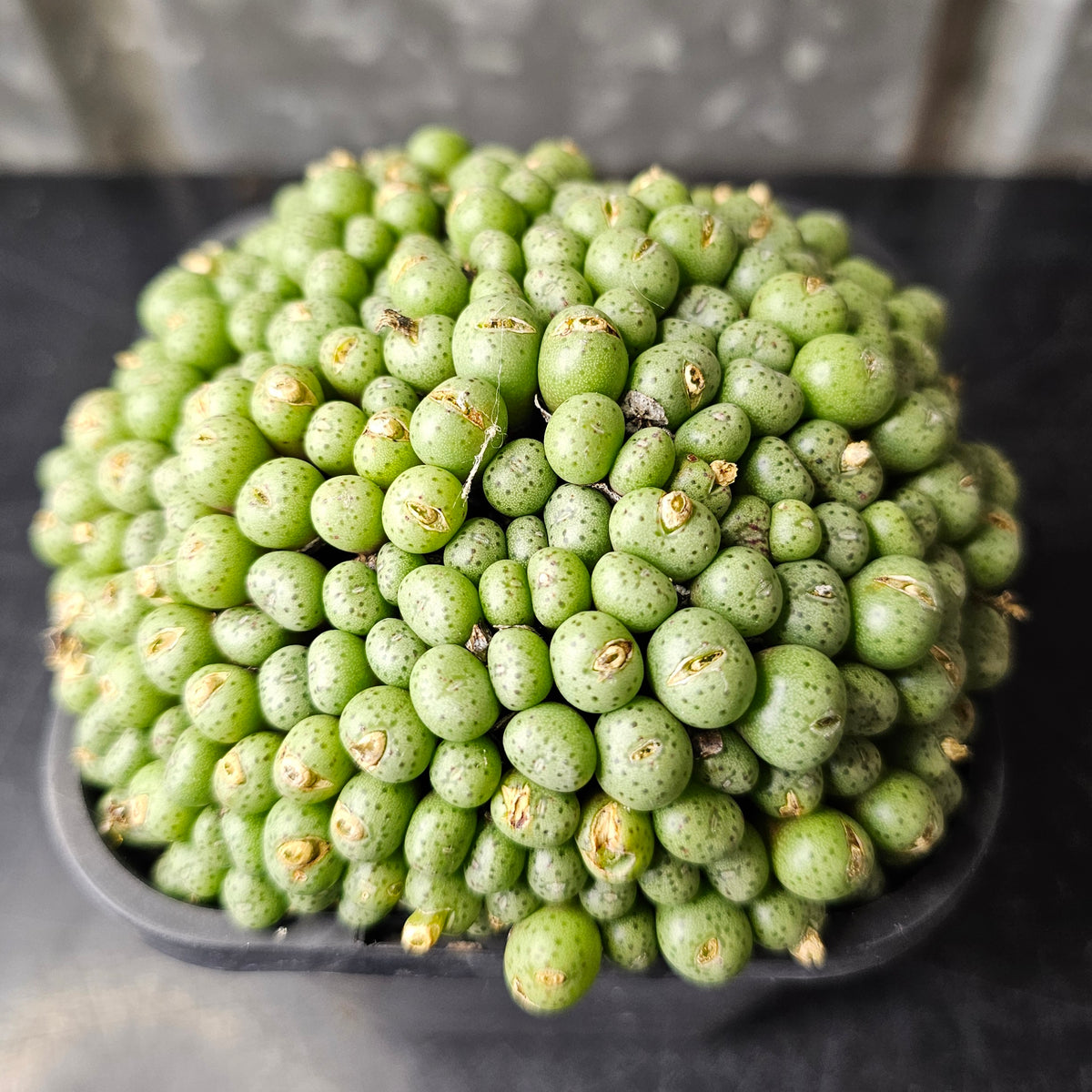 Conophytum minimum