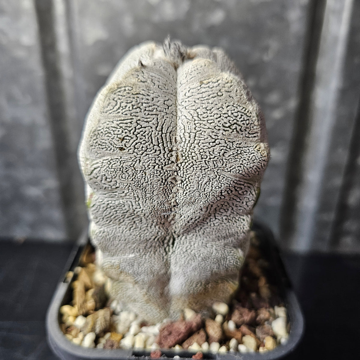 Astrophytum myriostigma cv. Onzuka quad