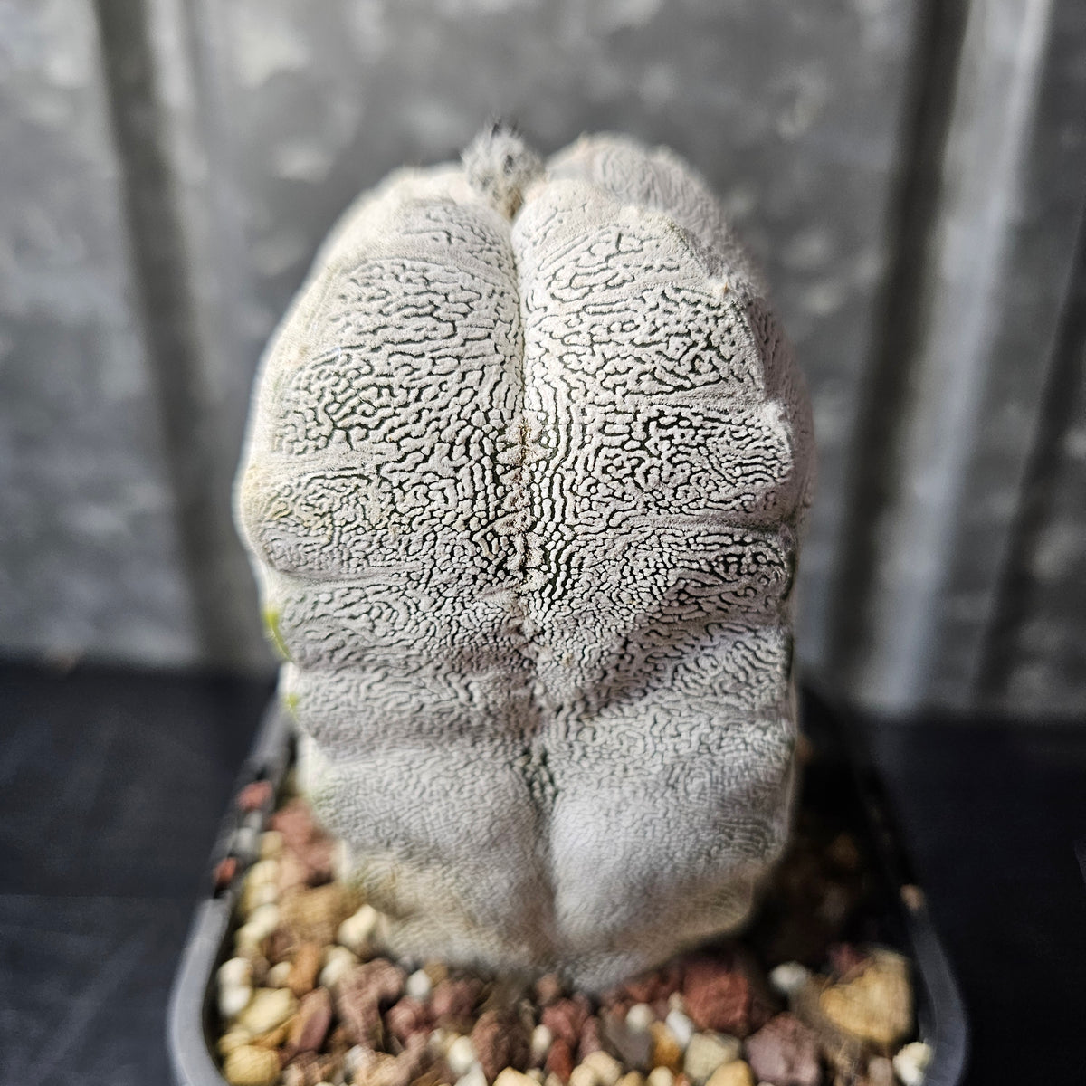 Astrophytum myriostigma cv. Onzuka quad