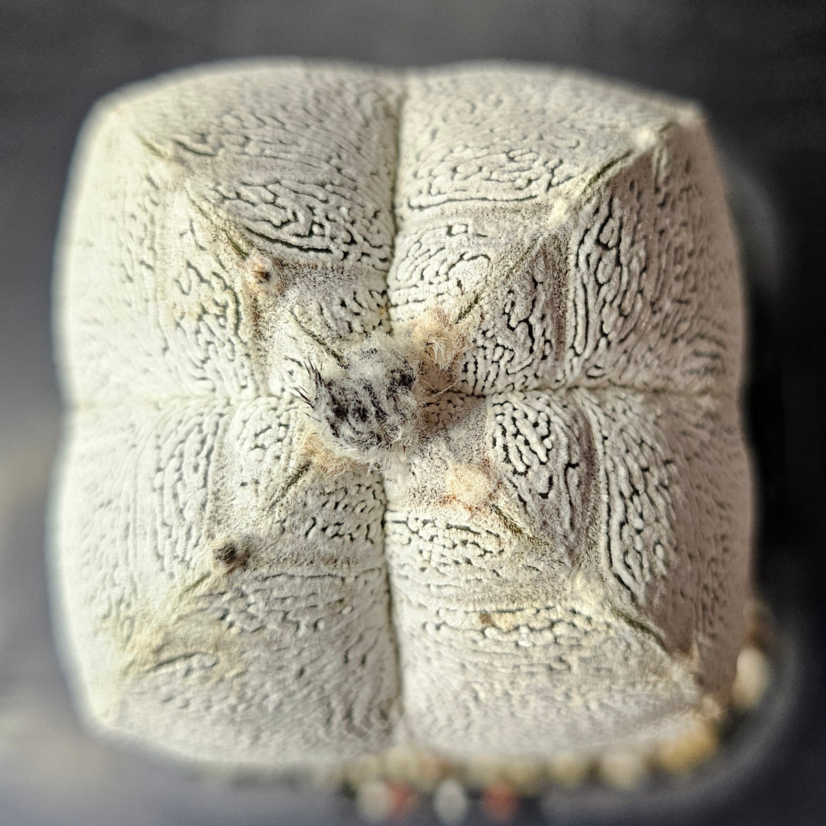 Astrophytum myriostigma cv. Onzuka quad