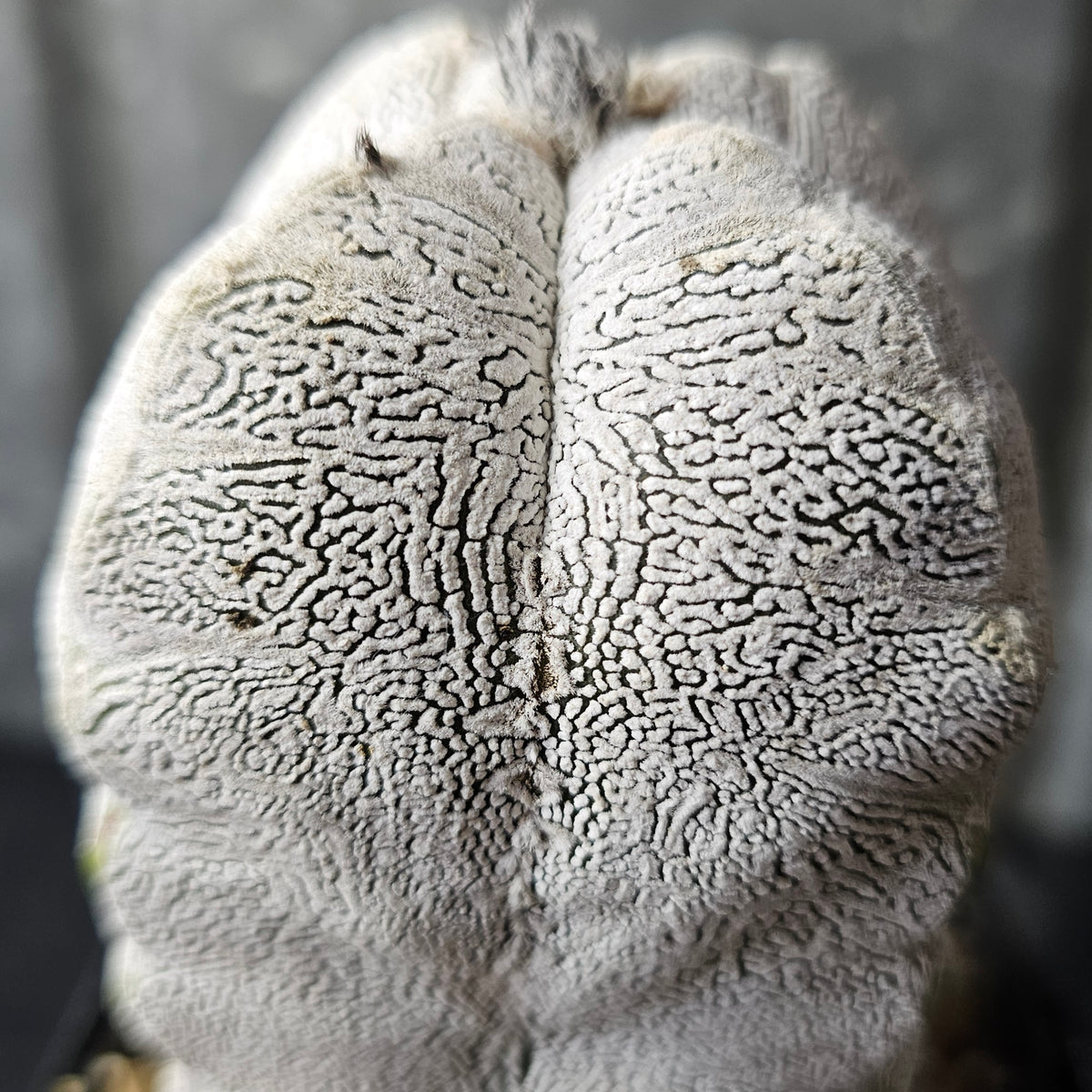 Astrophytum myriostigma cv. Onzuka quad