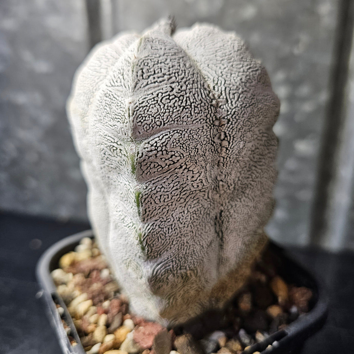 Astrophytum myriostigma cv. Onzuka quad