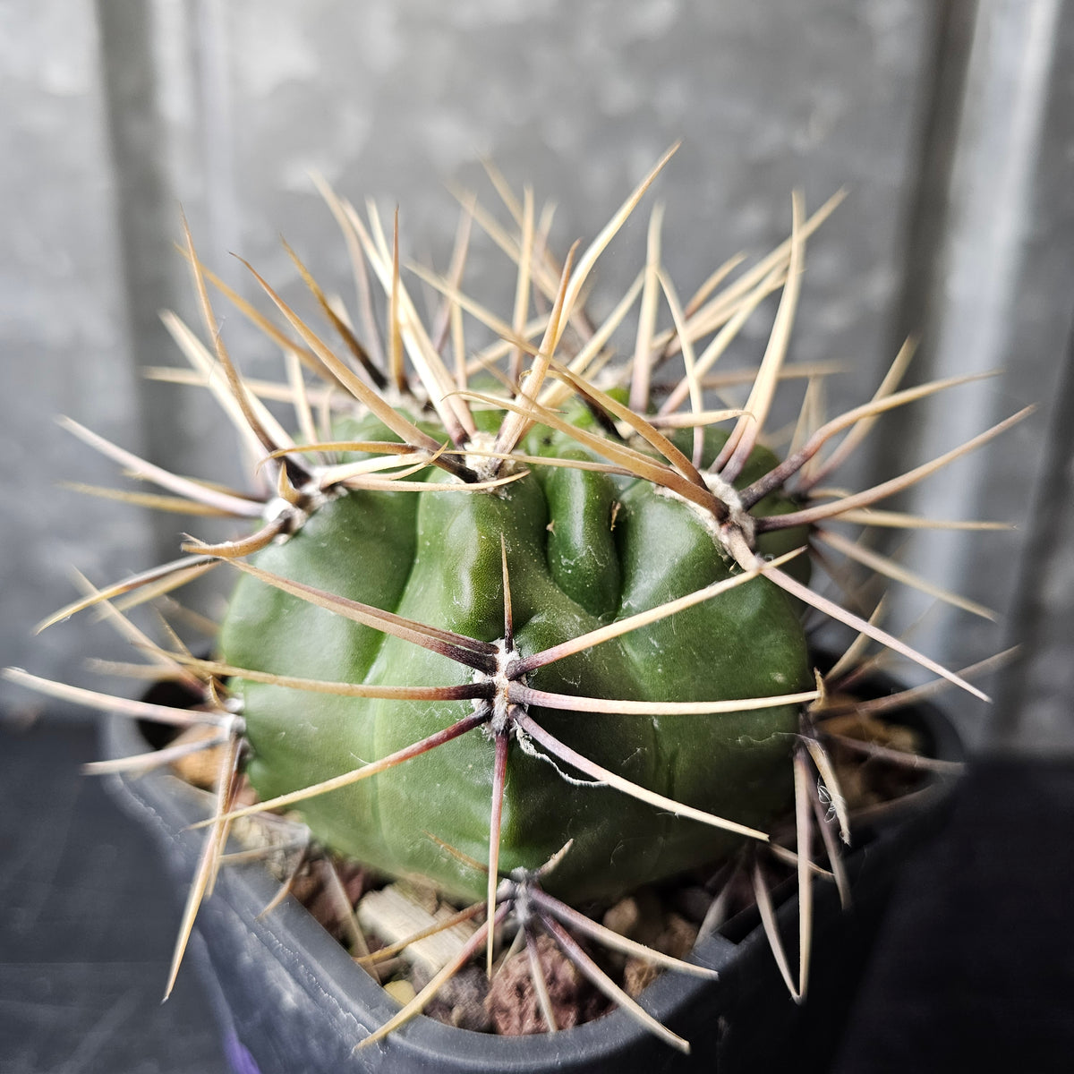 Gymnocalycium achirasense v. chacrasense