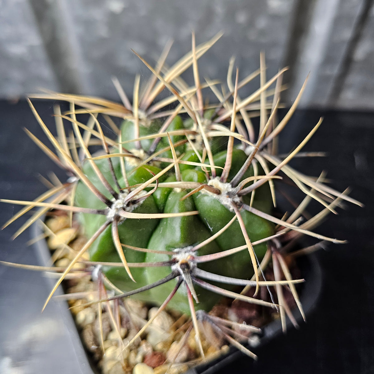 Gymnocalycium achirasense v. chacrasense