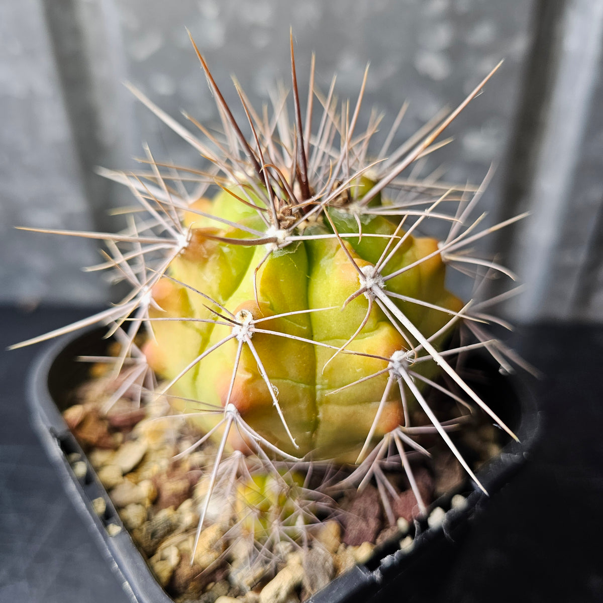 Gymnocalycium paediophilum