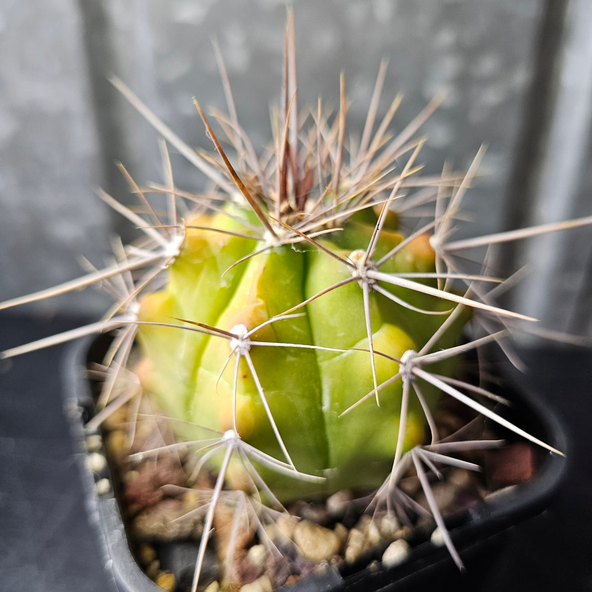 Gymnocalycium paediophilum