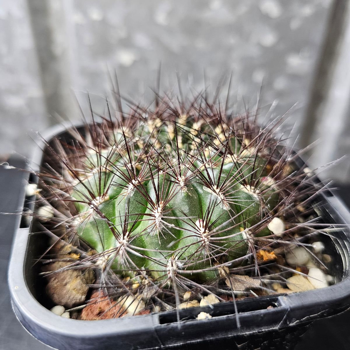 Sulcorebutia totorensis