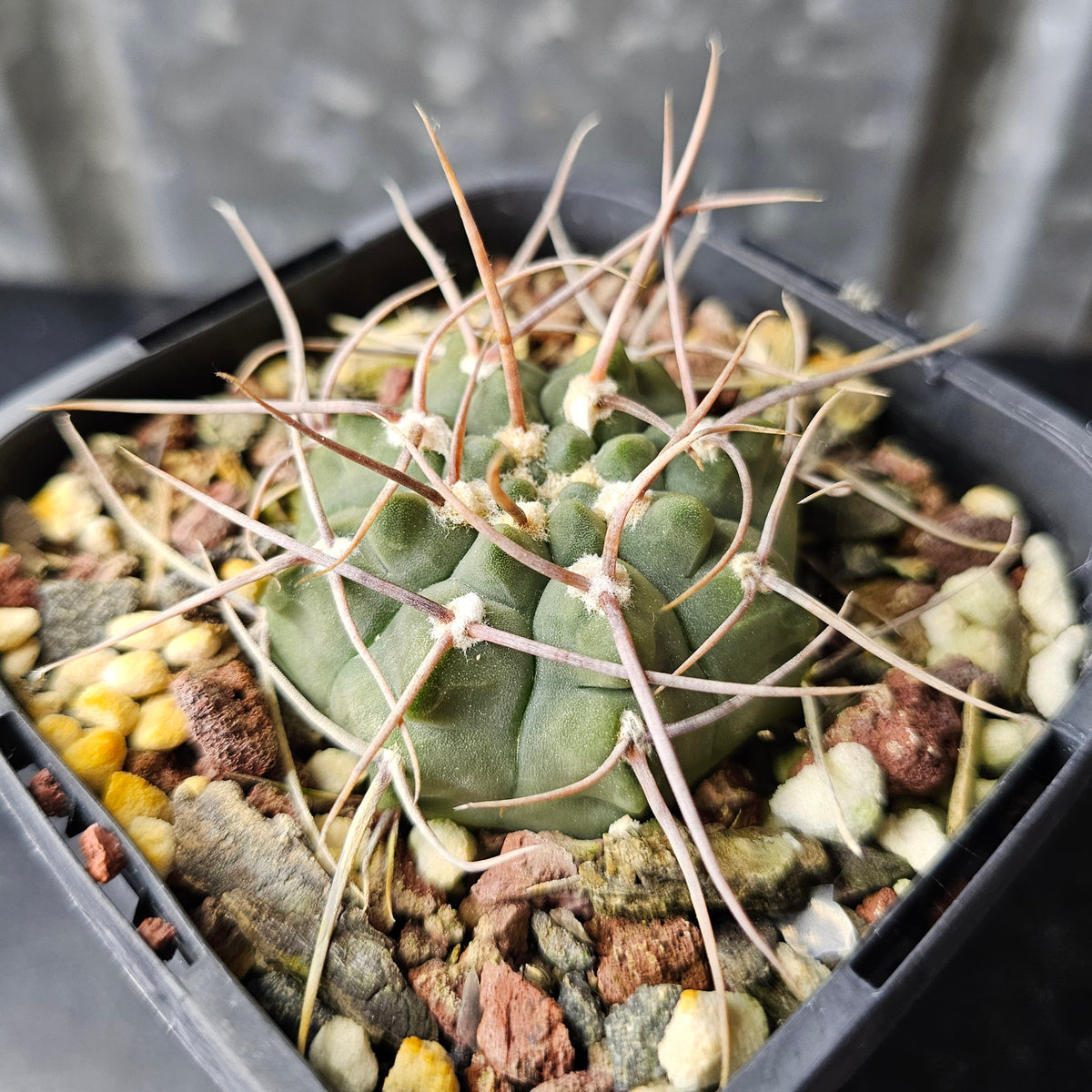 Gymnocalycium sp. (Lost Label)
