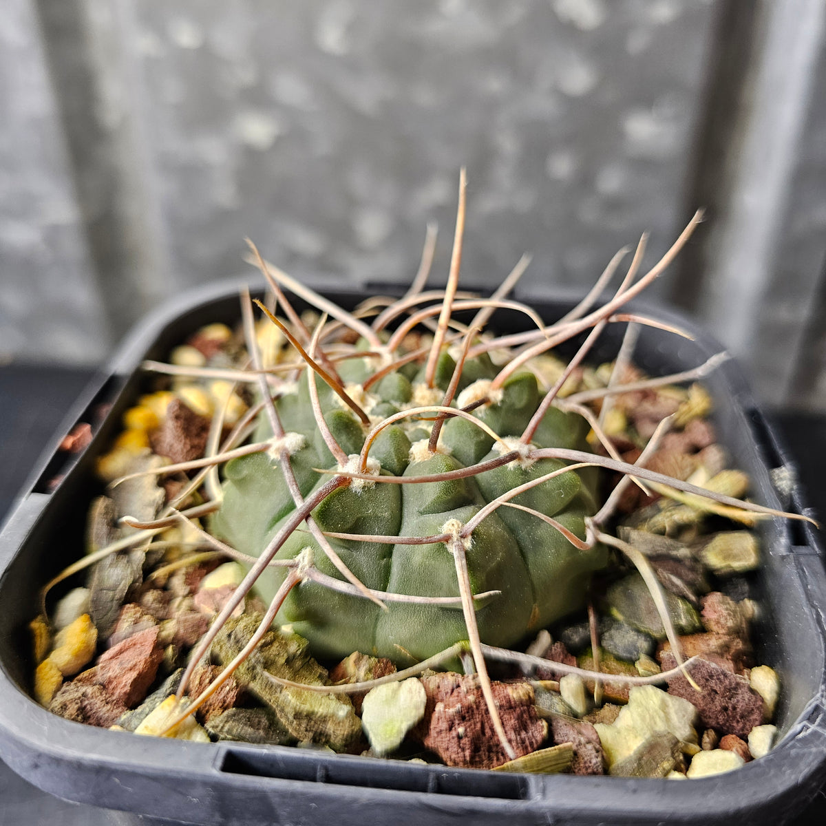 Gymnocalycium sp. (Lost Label)