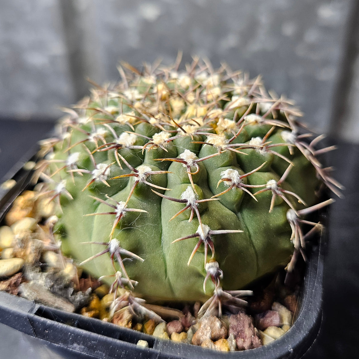 Gymnocalycium moserianum