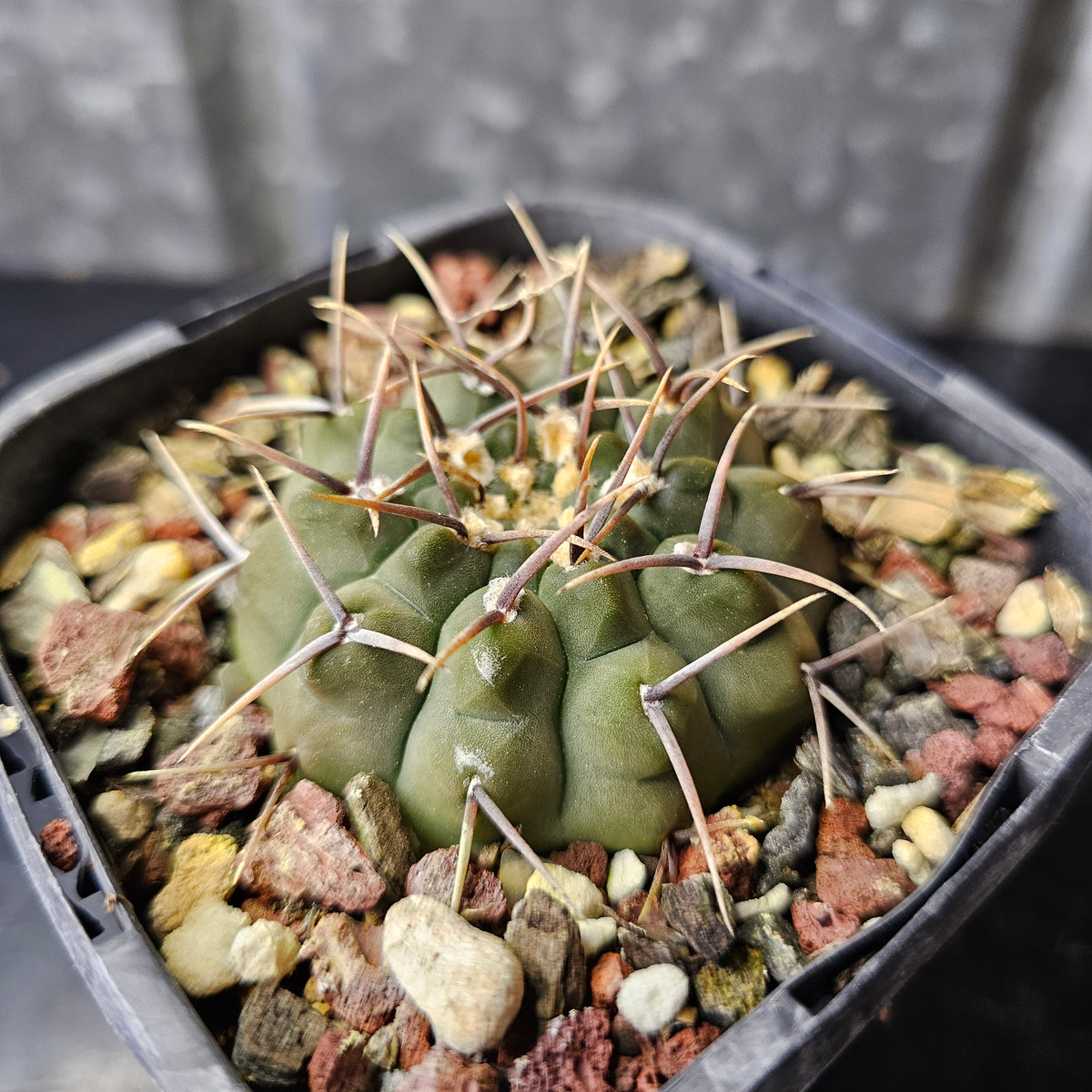 Gymnocalycium vatteri