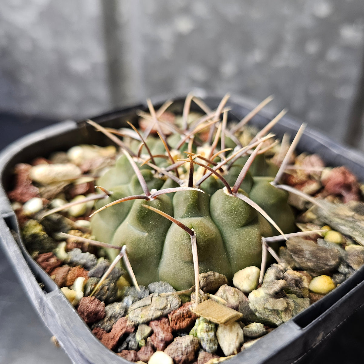 Gymnocalycium vatteri