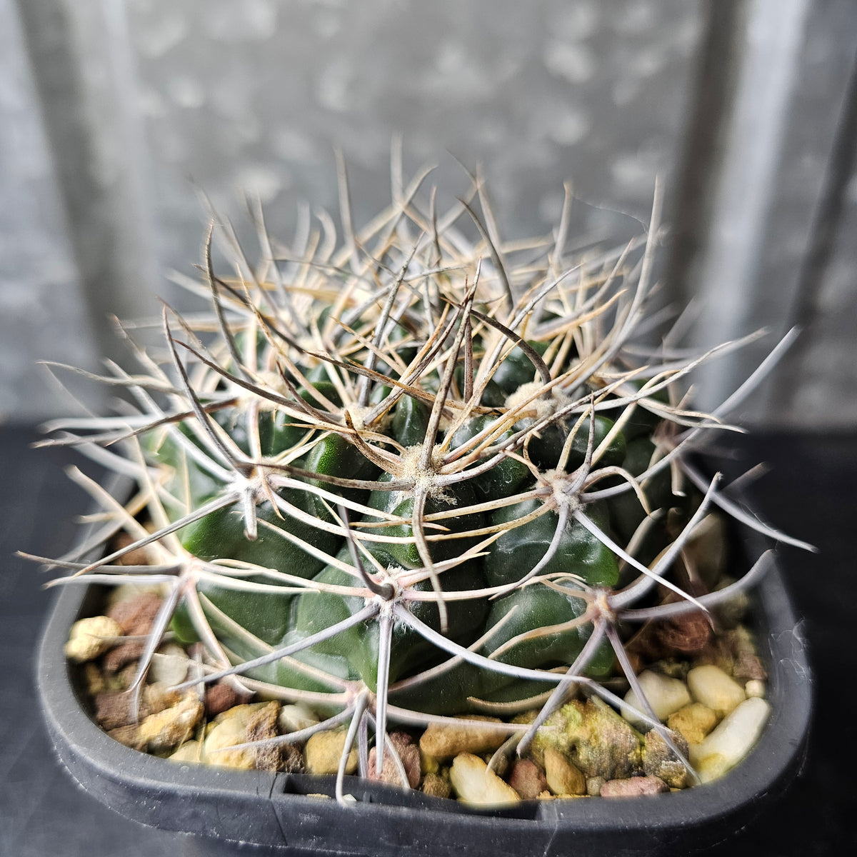 Gymnocalycium bicolor