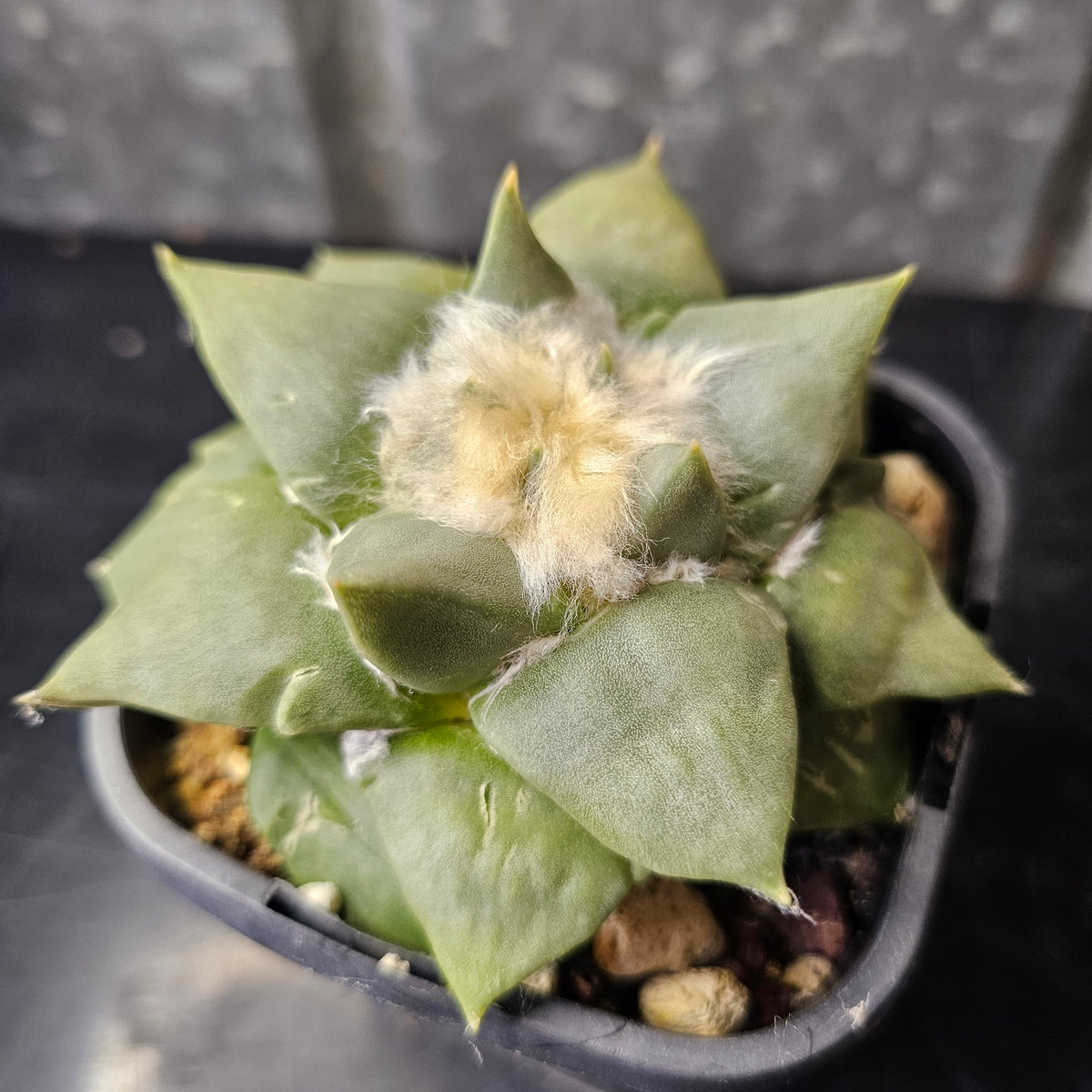 Large Ariocarpus hybrid