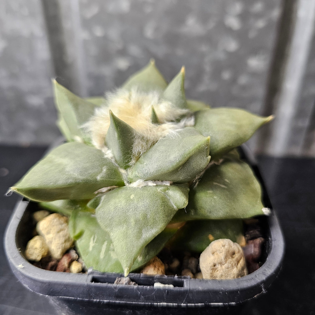 Large Ariocarpus hybrid