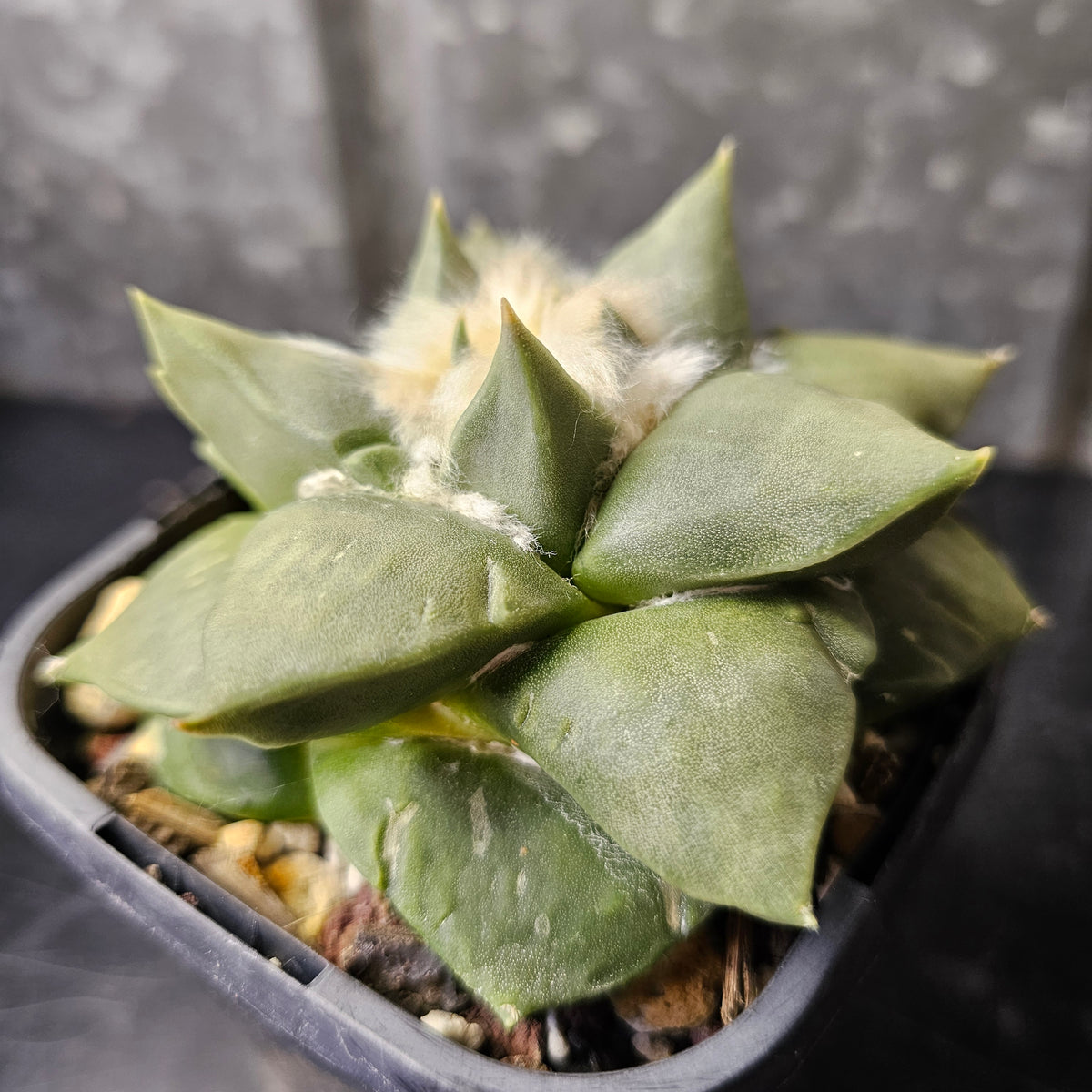 Large Ariocarpus hybrid