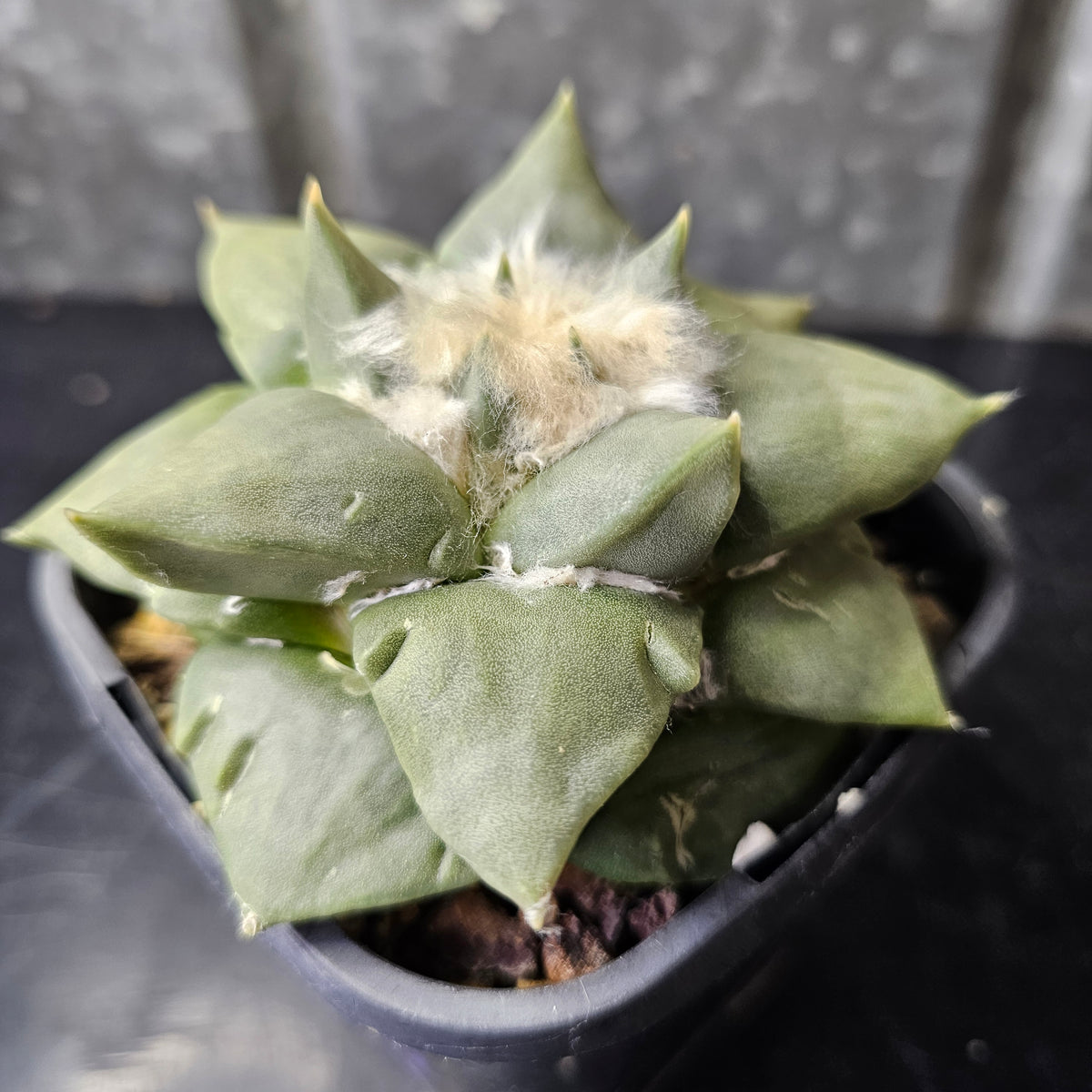 Large Ariocarpus hybrid