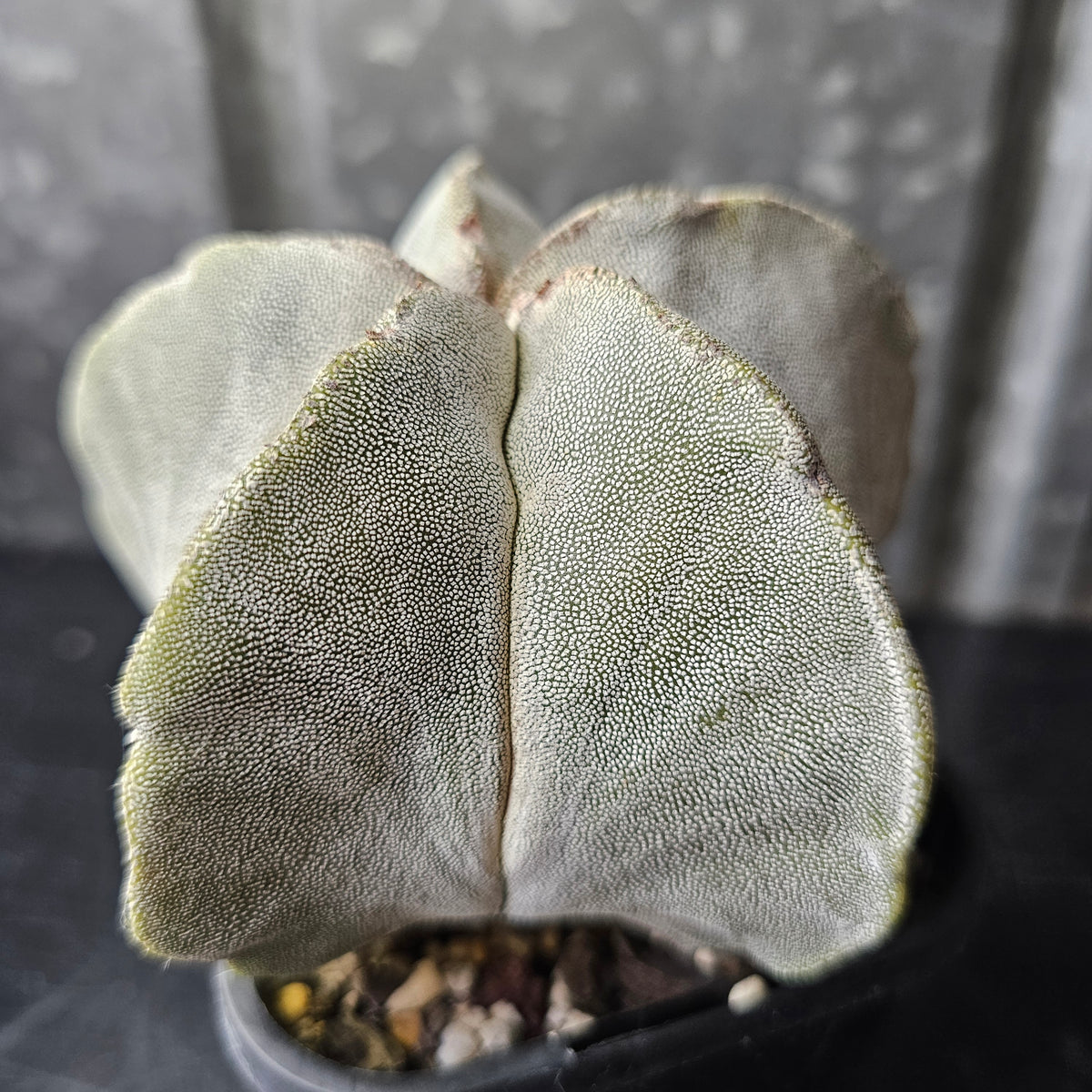 Astrophytum myriostigma hybrid