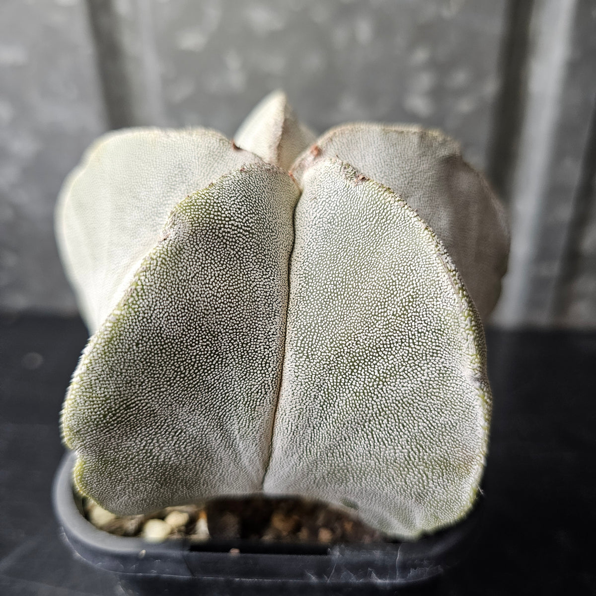 Astrophytum myriostigma hybrid