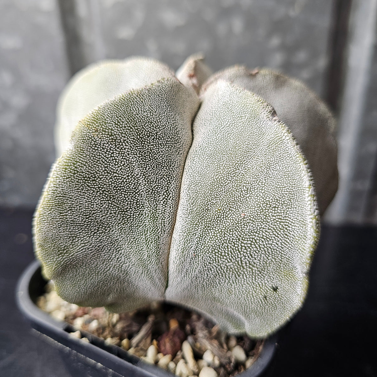 Astrophytum myriostigma hybrid