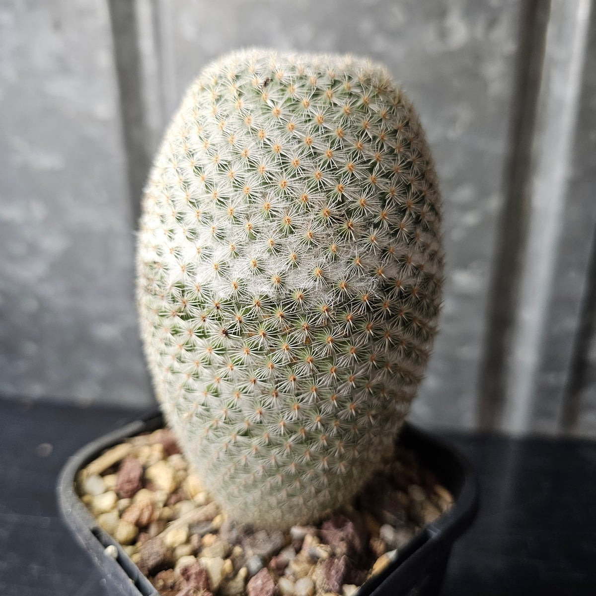 Mammillaria supertexta
