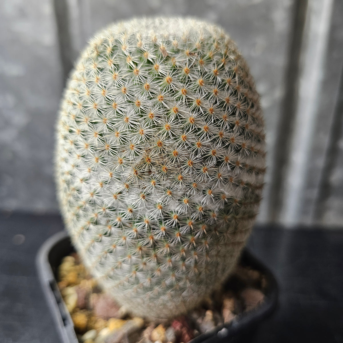 Mammillaria supertexta