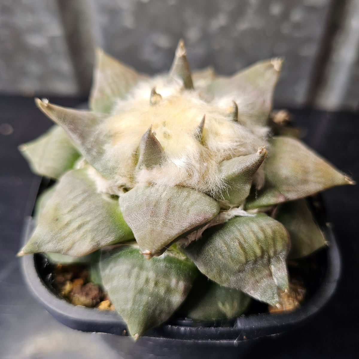 Ariocarpus hybrid
