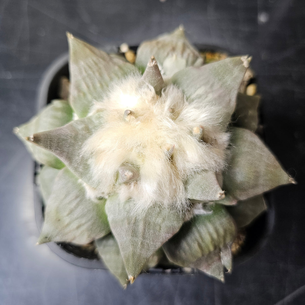 Ariocarpus hybrid