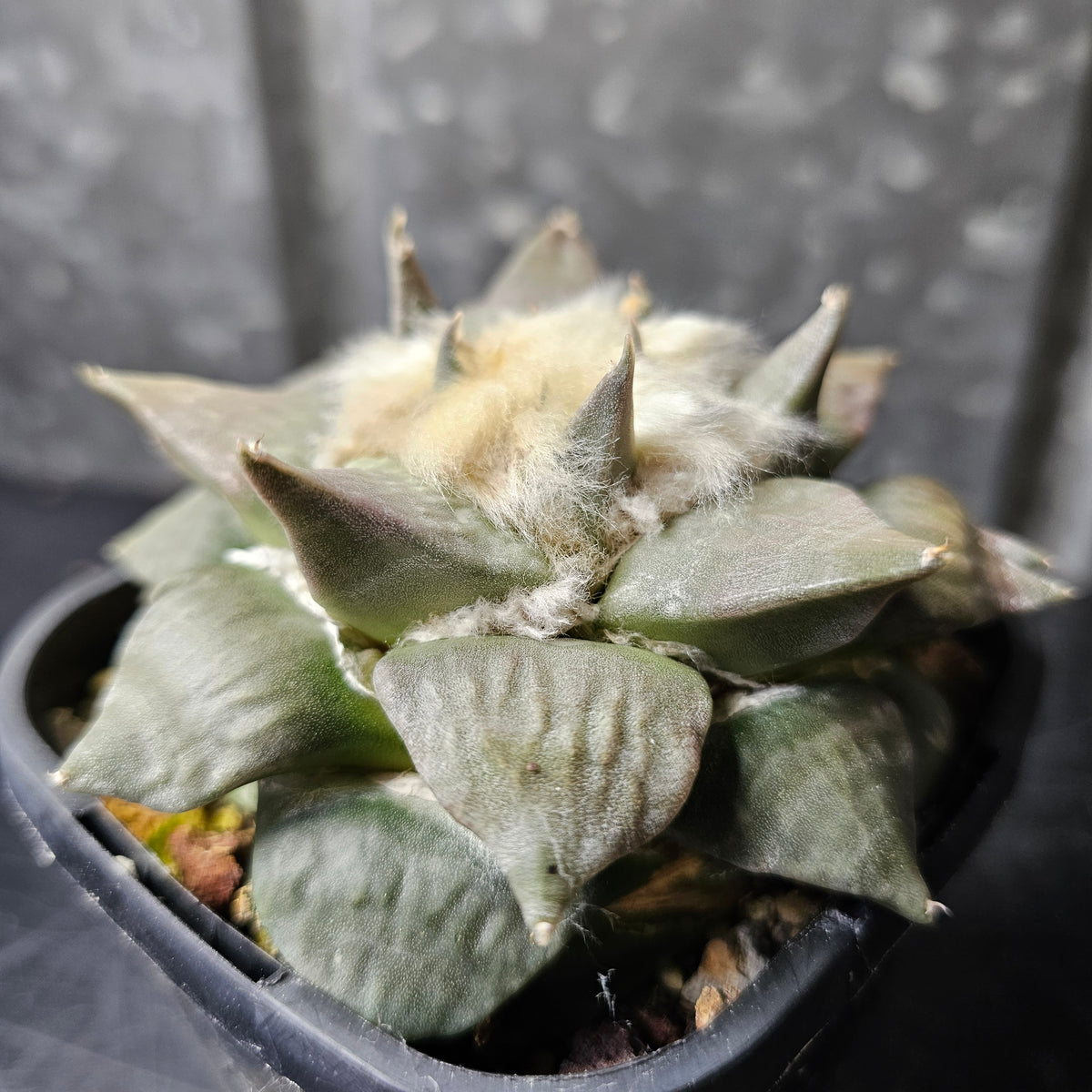 Ariocarpus hybrid