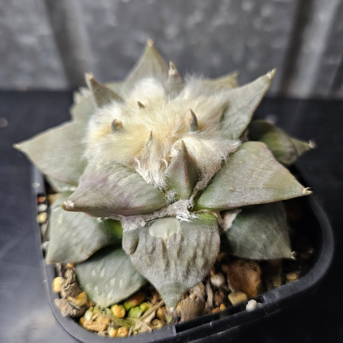 Ariocarpus hybrid