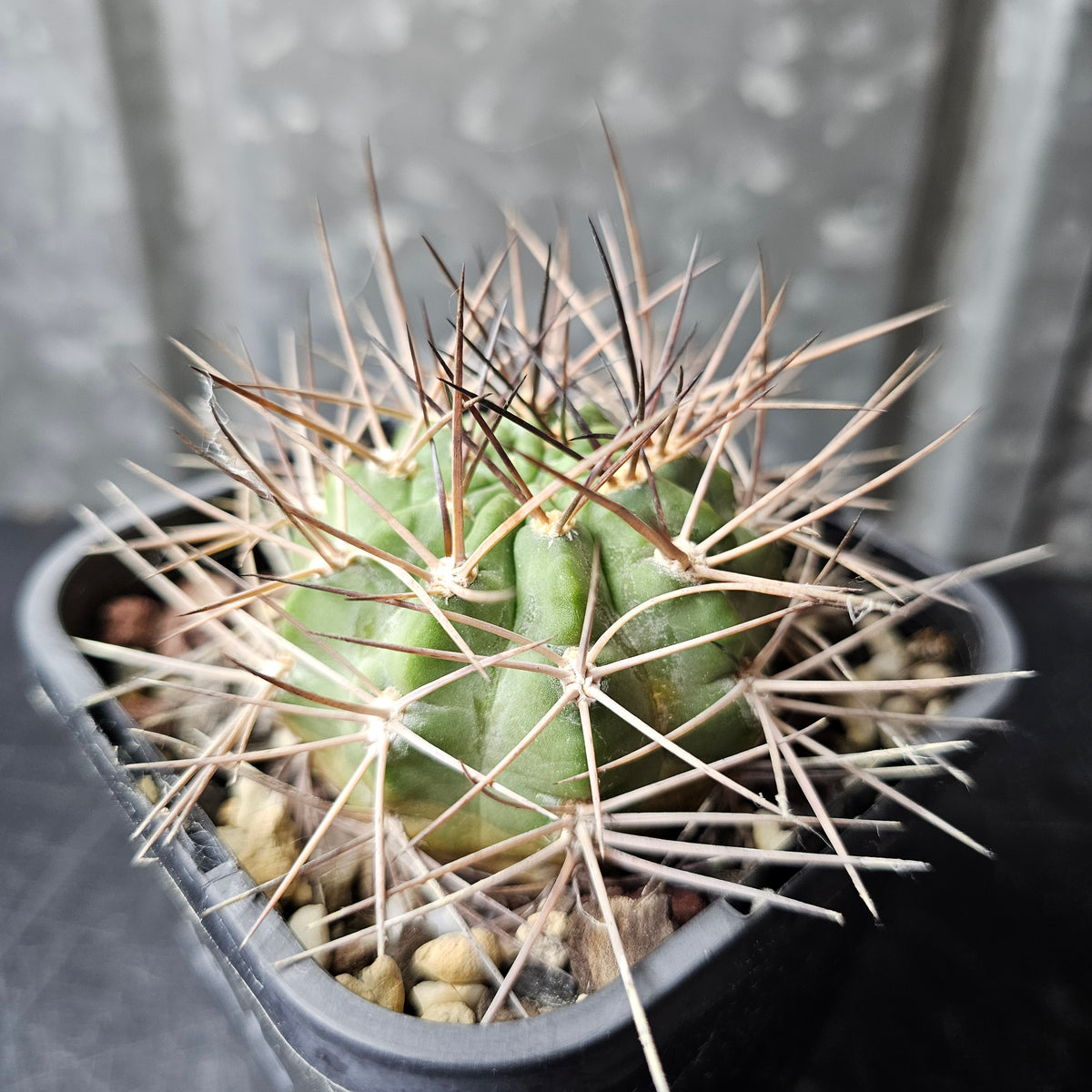 Acanthocalycium minutum