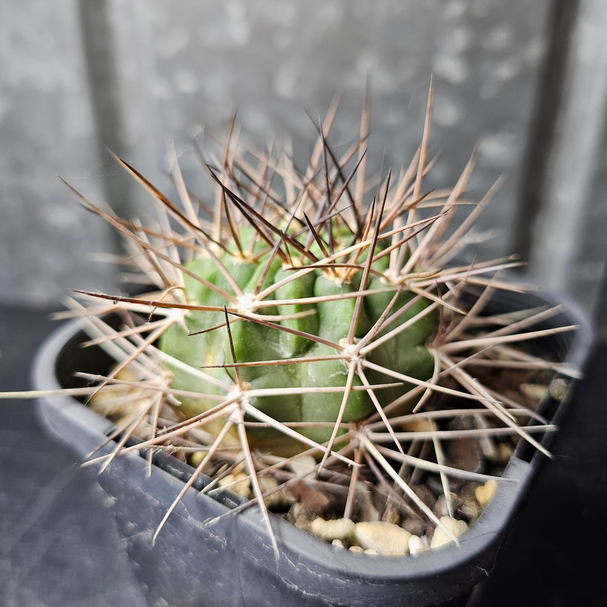 Acanthocalycium minutum