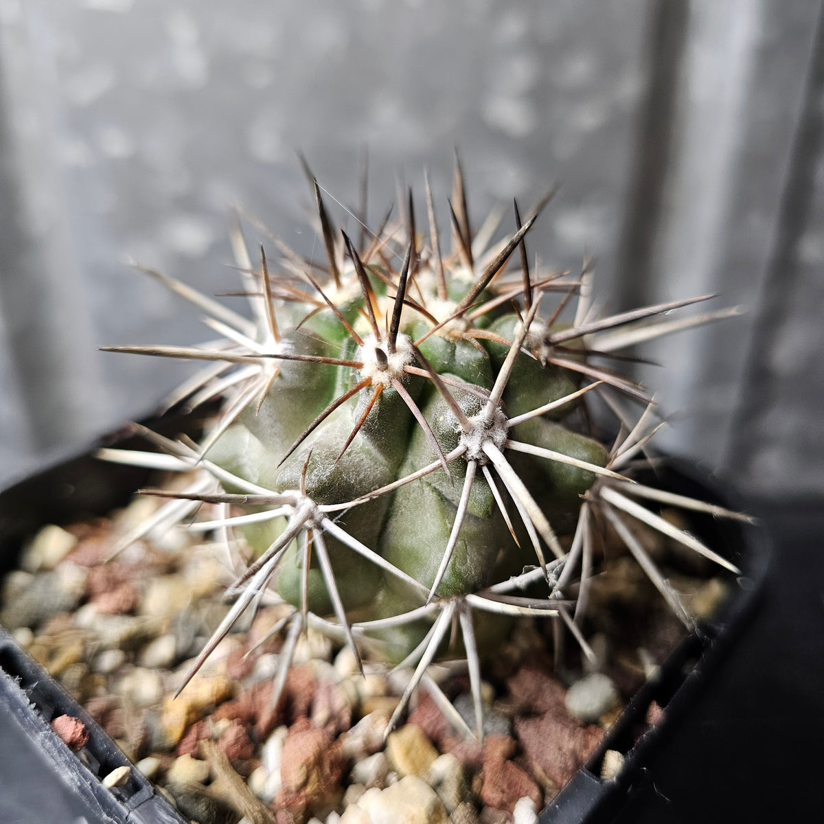 Copiapoa fiedleriana
