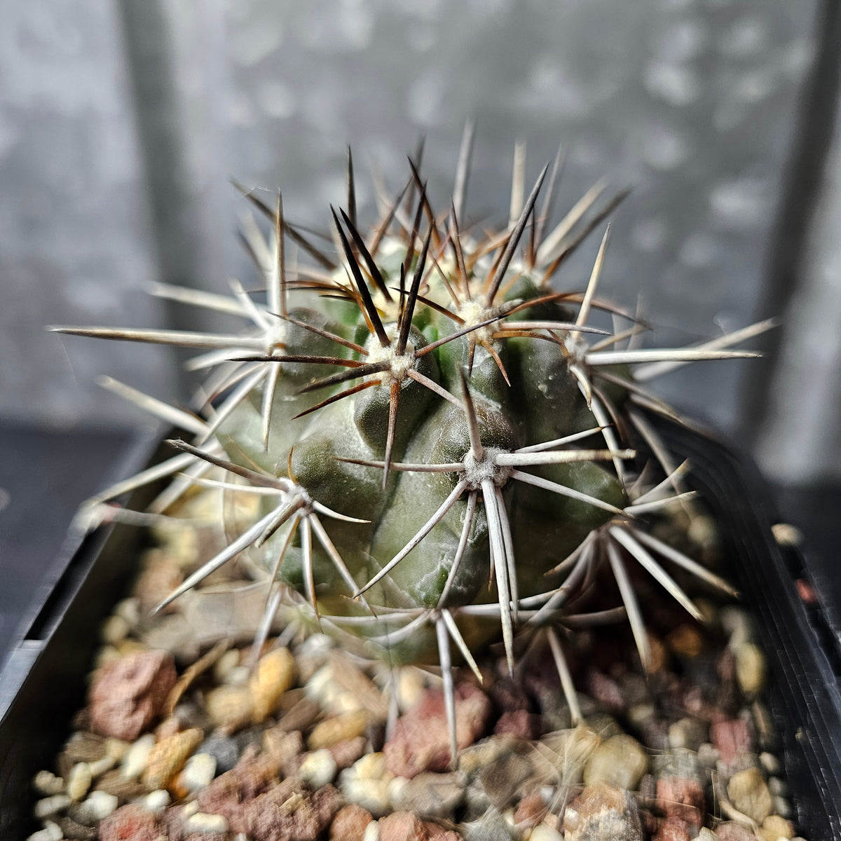 Copiapoa fiedleriana