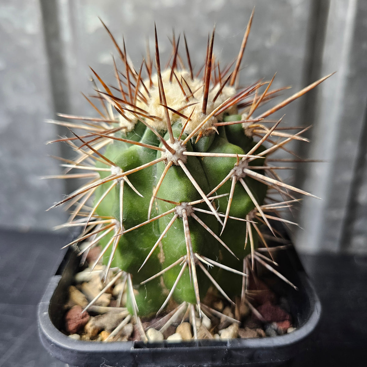 Copiapoa alticostata