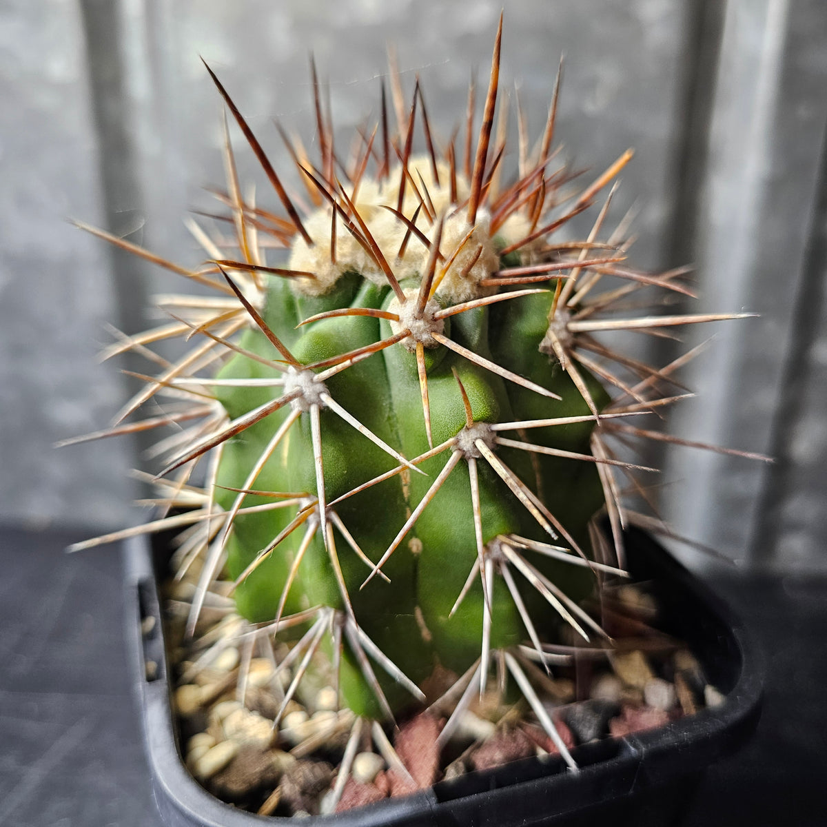 Copiapoa alticostata