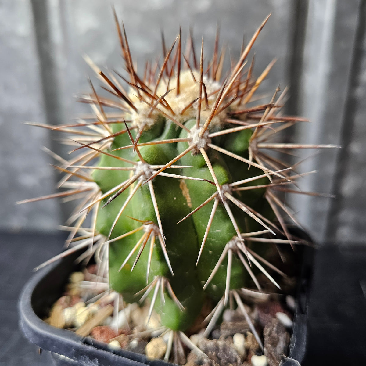 Copiapoa alticostata