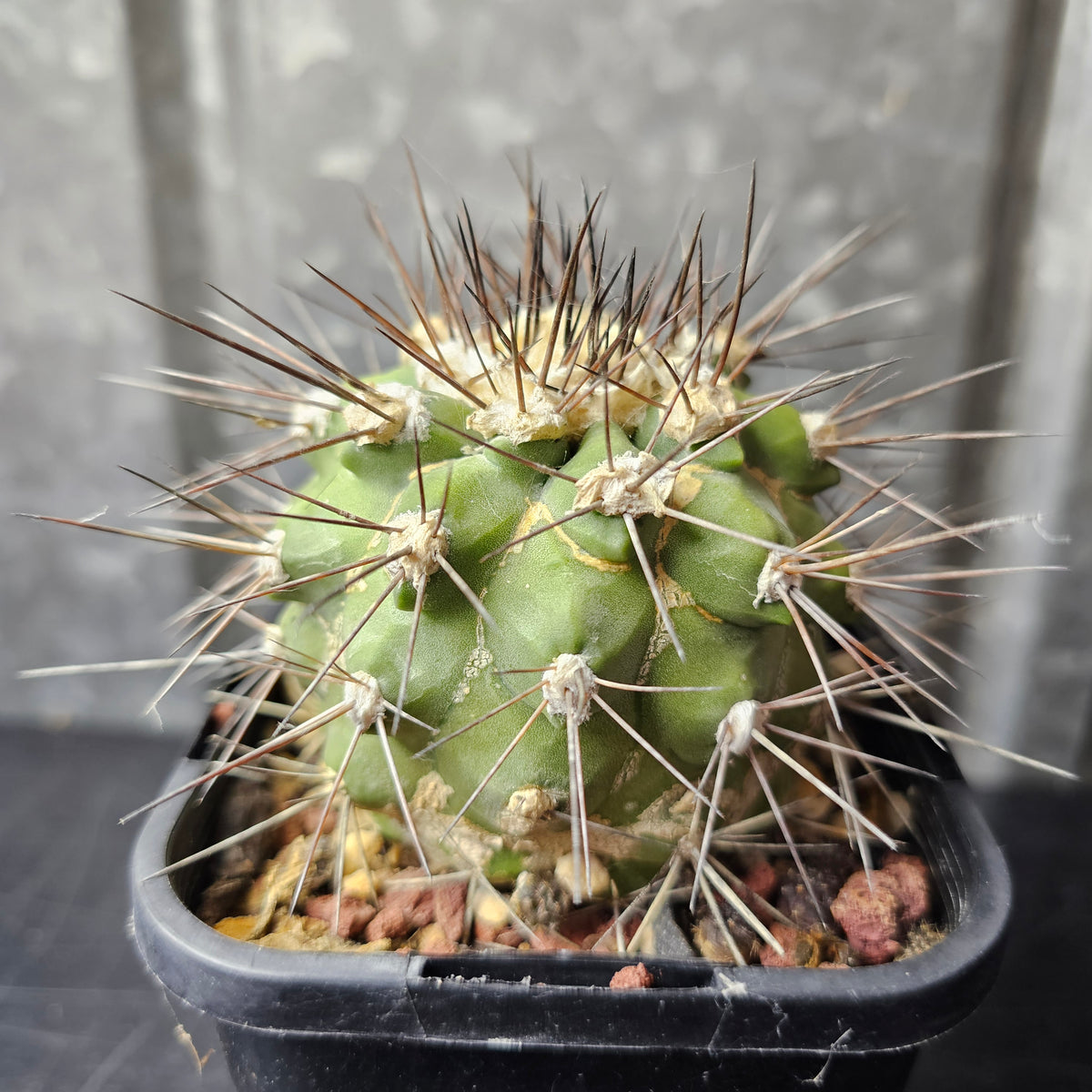 Copiapoa humilis ssp. longispina