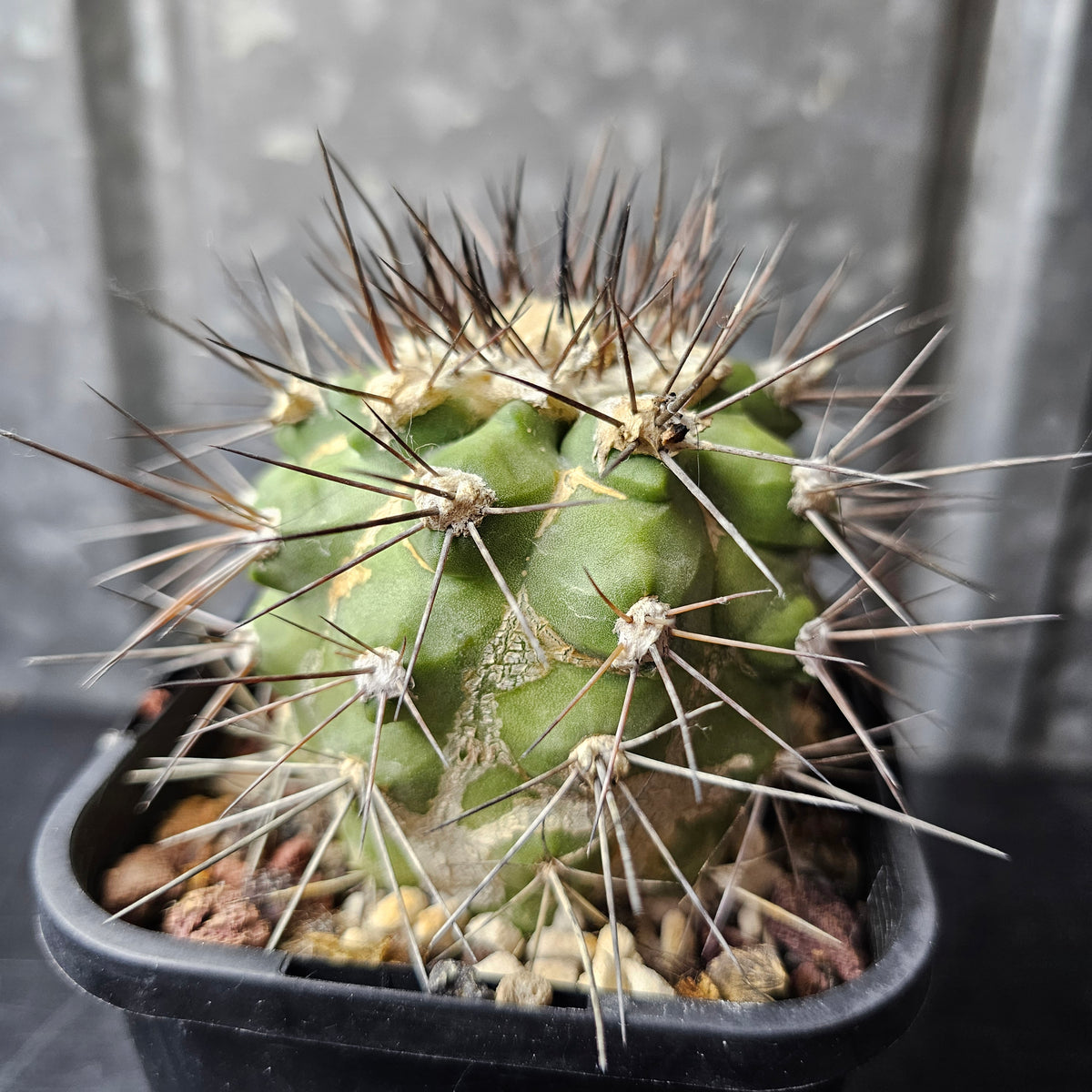 Copiapoa humilis ssp. longispina