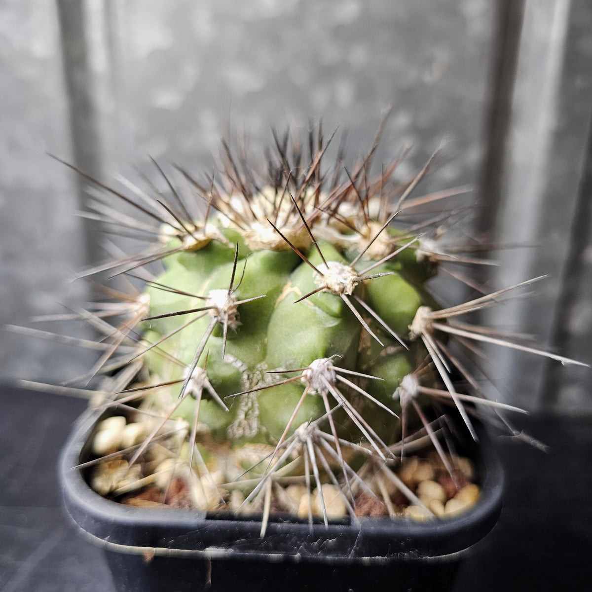 Copiapoa humilis ssp. longispina