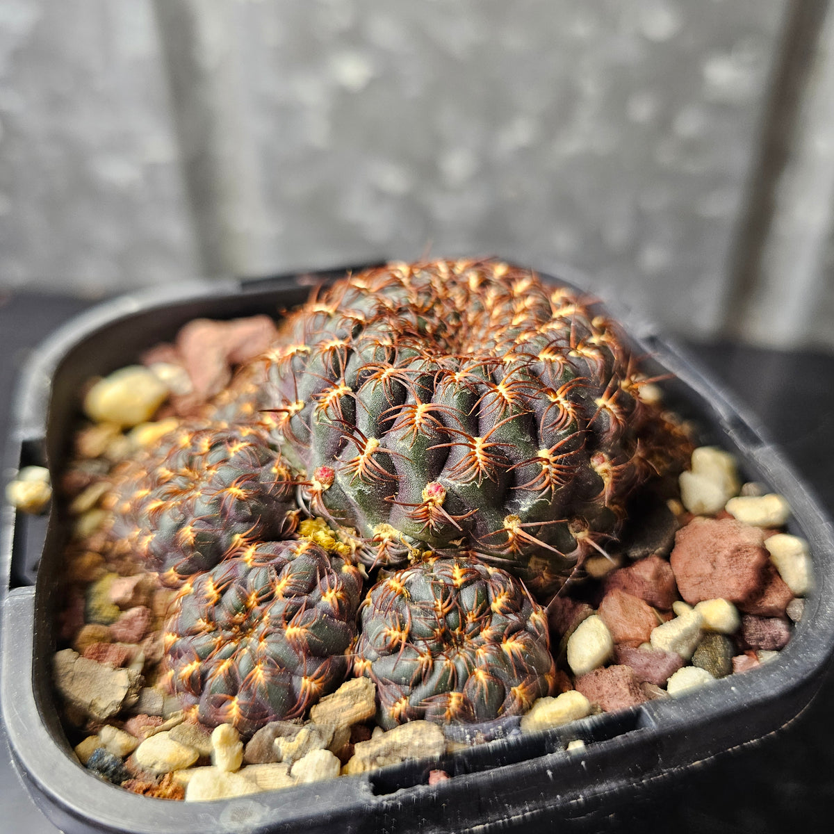 Sulcorebutia albiareolata MN622