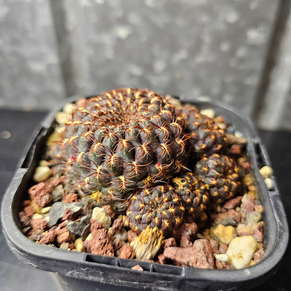Sulcorebutia albiareolata MN622