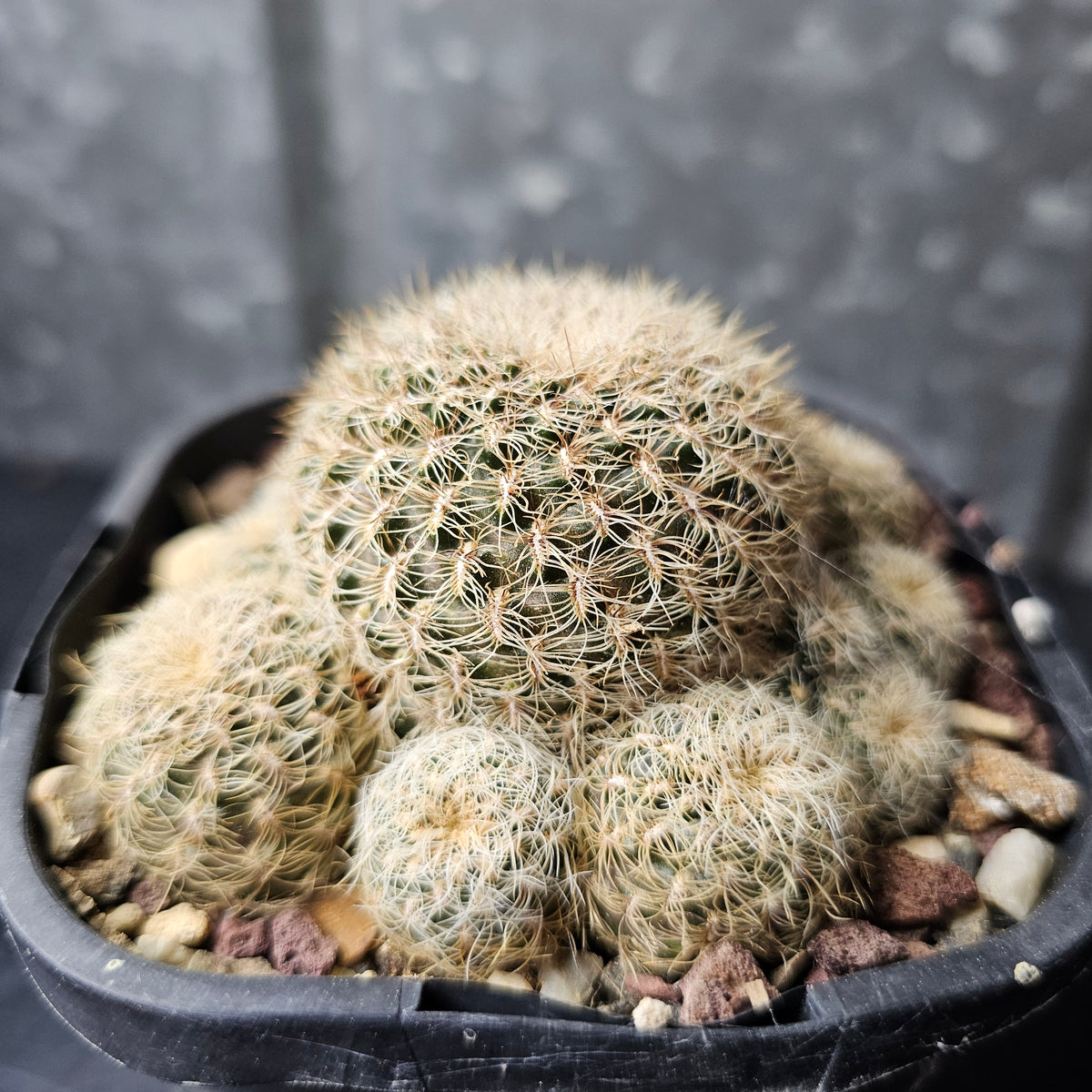 Sulcorebutia langeri
