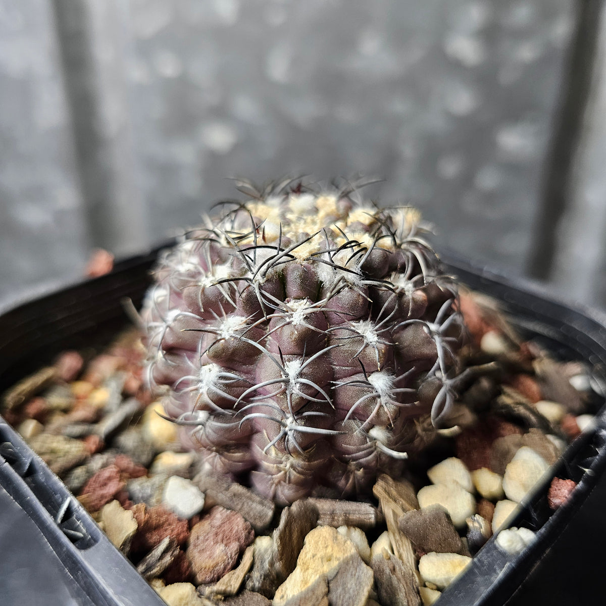 Eriosyce hybrid (Select)